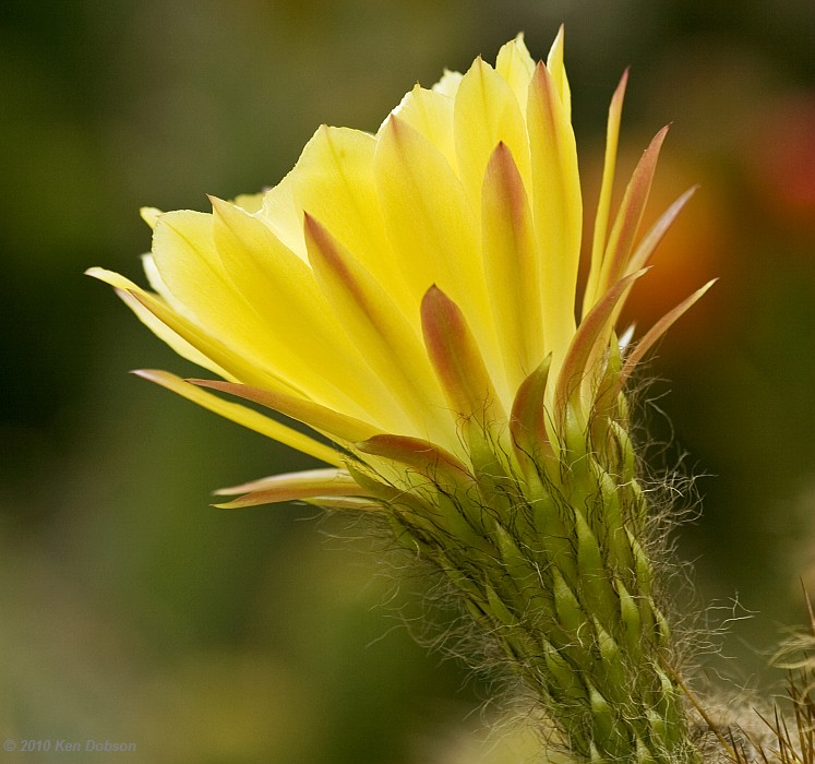Yellow Torch Cactus (Echinopsis_huascha)