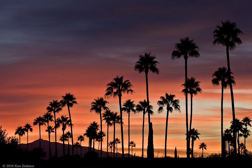 Palm Sunrise