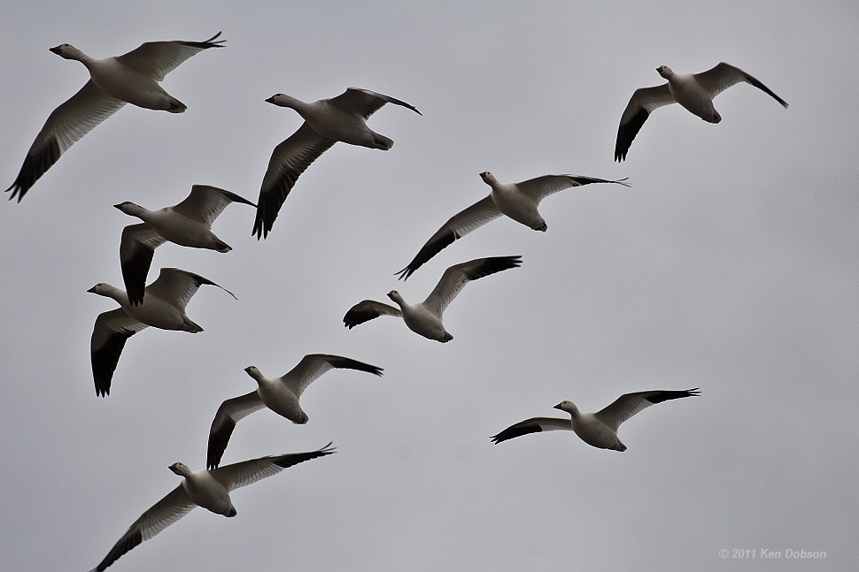 Snow Geese in Flight