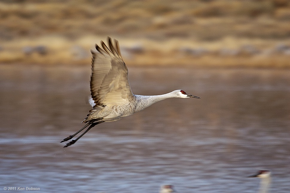 Sand Hill Crane in Flight #1