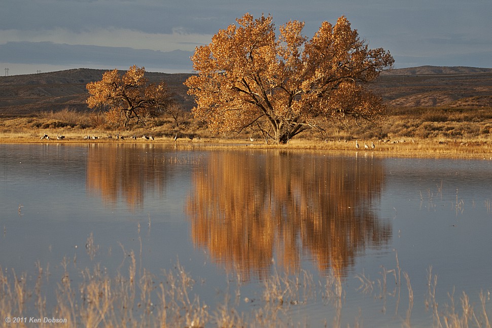 Bosque Sunrise