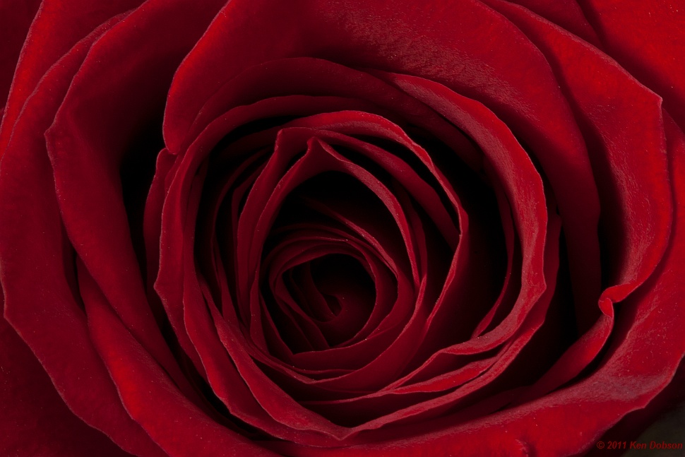 Rose #3 of 3