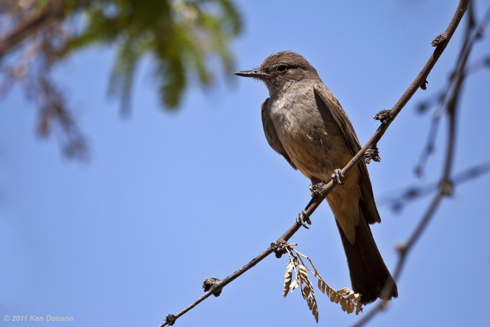 Say's Phoebe (Sayornis saya)