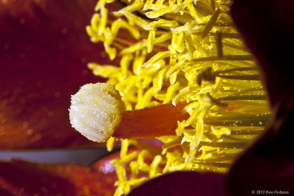 Inside a Staghorn Cholla Blossom 