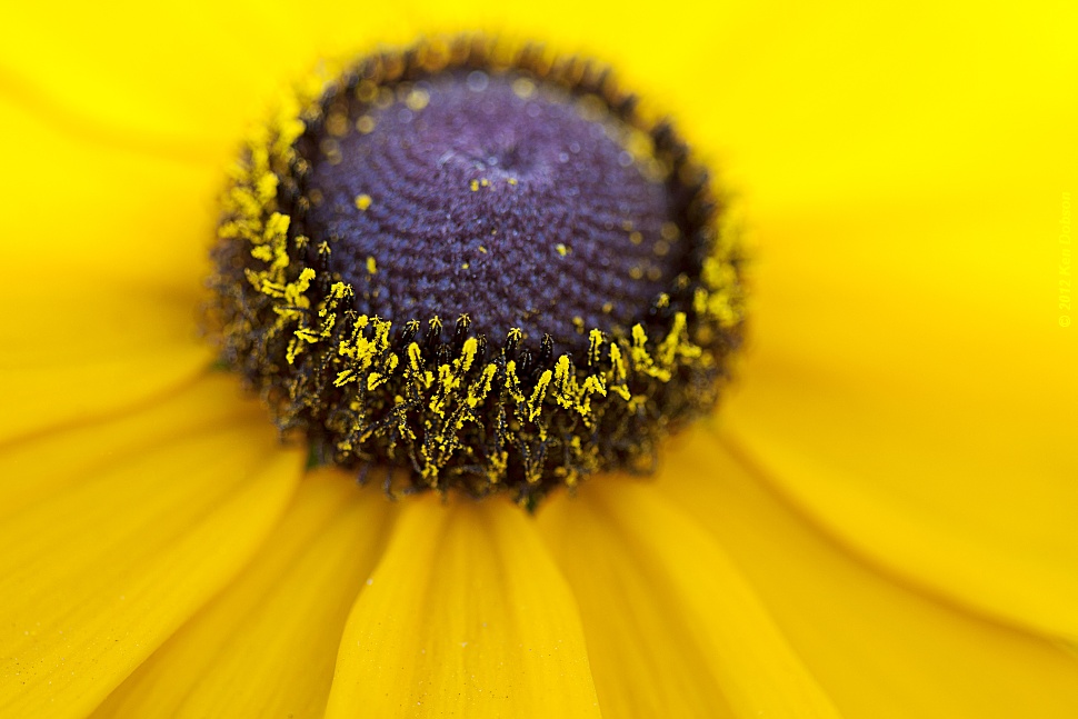 Black Eyed Susan (3 of 4)