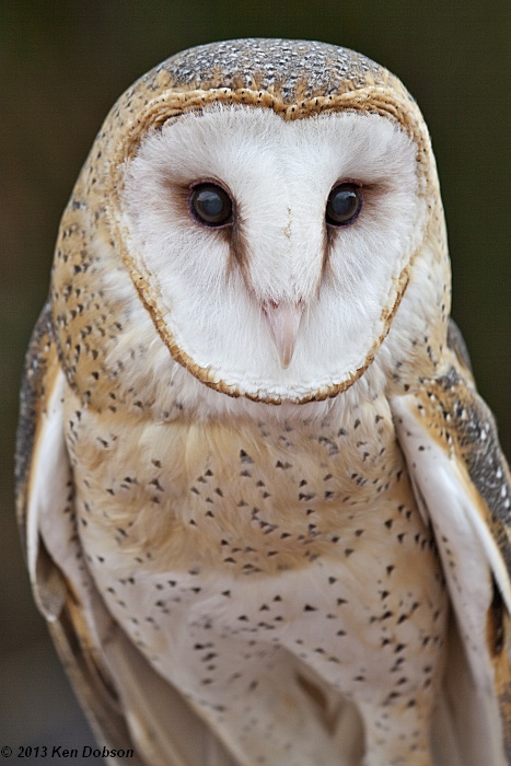  Barn Owl (Tyto alba)