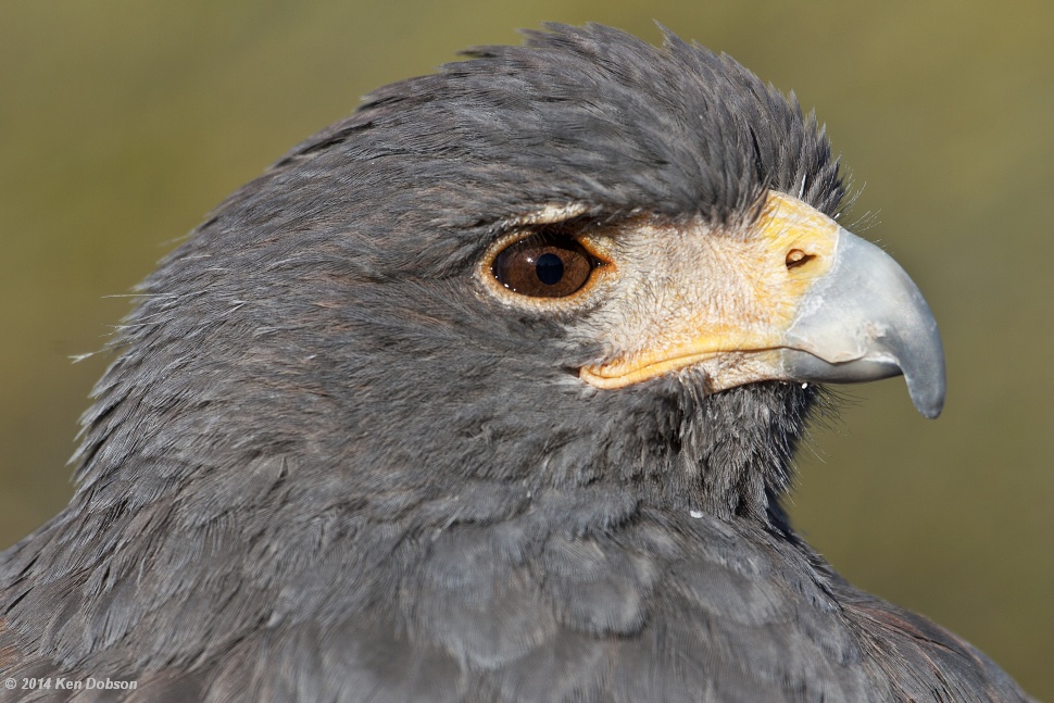 Harris Hawk (Parabuteo unicinctus)