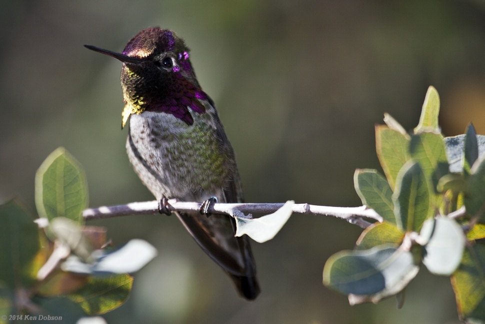  Calliope Hummingbird (Stellula calliope)