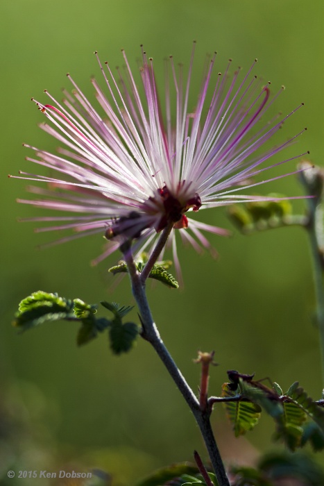 Fairy Duster (Calliandra eriophylla)