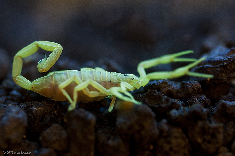 Arizona Bark Scorpion (centruroides sculpturatus)