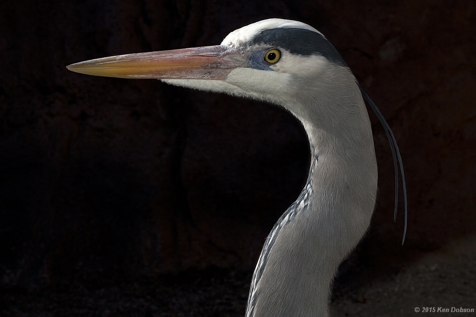 Great Blue Heron (Ardea herodias)