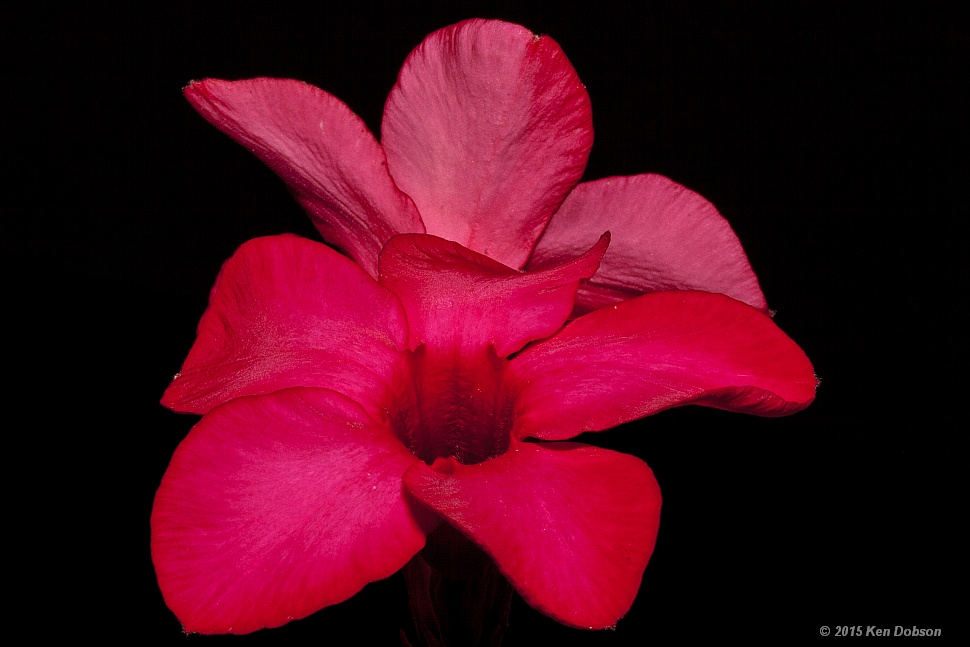 Crimson Star Adenium Bloom