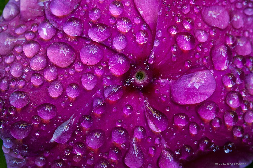 Flower Droplets