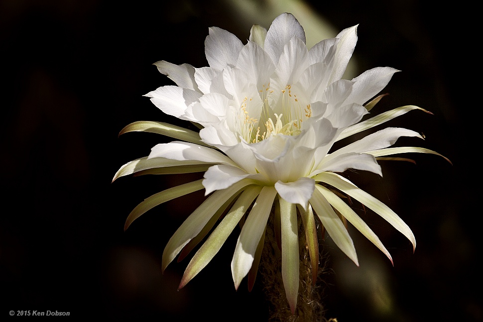 Torch Cactus