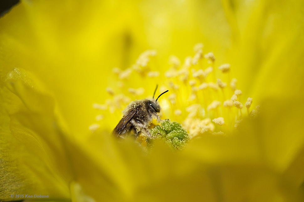 Prickly Pear Bee