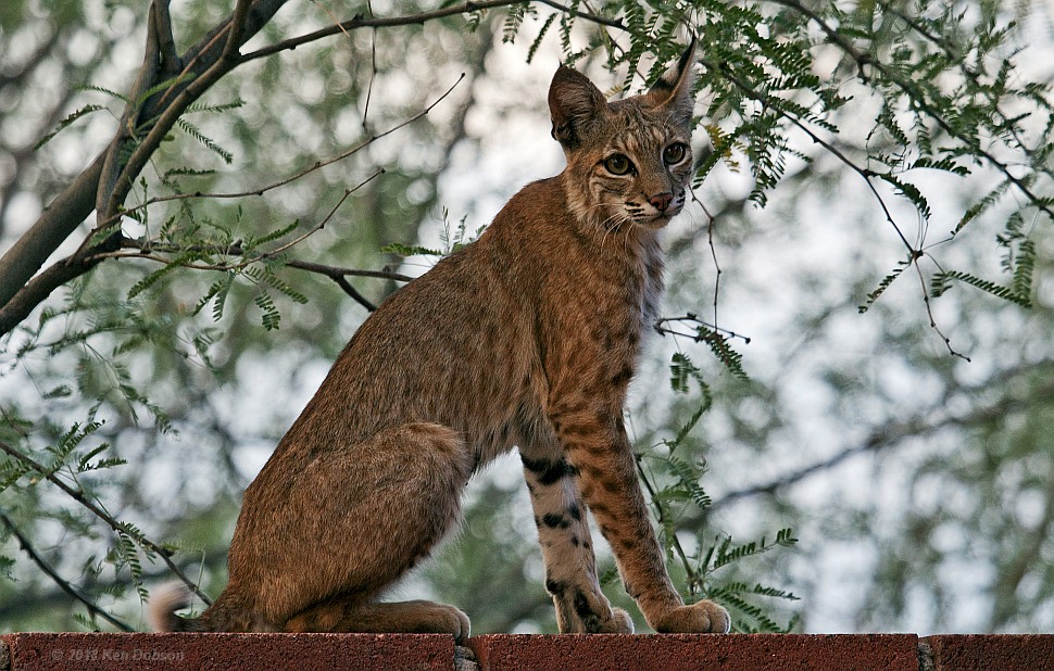 Bobcat (Lynx rufus) ·