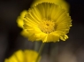 Desert Marigolds (Baileya multiradiata)