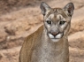 Mountain Lion (Felis concolor)