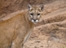 Mountain Lion (Felis concolor)