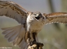 Ferruginous Hawk (Buteo regalis)