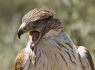 Ferruginous Hawk (Buteo regalis)