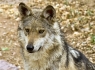 Mexican Wolf (Canis lupus baileyi)