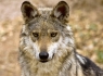 Mexican Wolf (Canis lupus baileyi)