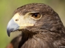 Harris Hawk (Parabuteo unicinctus)