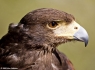 Harris' Hawk (Parabuteo unicinctus)