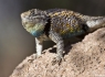 Purple-Backed Spiny Lizard (Sceloporus magister magister)