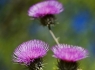 New Mexico Thistle (Cirsium neomexicanum)