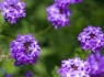 Goodding's Verbena (Glandularia gooddingii)