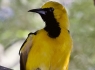 Hooded Oriole (Icterus cucullatus)