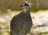 Masked Bobwhite Quail (Colinus virginianus ridgwayi)