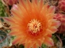 Barrel Cactus (Ferocactus wislizenii)