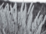 Fountaingrass (Pennisetum setaceum)