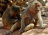 Hamadryas Baboon (Papio hamadryas)