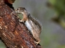 Harris' Antelope Squirrel (Ammospermophilus harrisii)