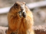 Prairie Dog (Cynomys)