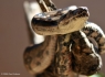 Mexican Boa Constrictor (Boa constrictor imperator)