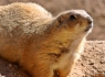 Prairie Dog (Cynomys)