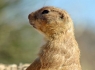 Prairie Dog (Cynomys)