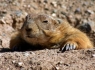 Prairie Dog (Cynomys)