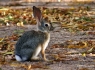 Desert Cottontail Rabbit (Sylvilagus audubonii)