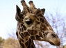 Giraffe (Giraffa camelopardalis)