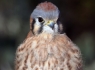 American Kestrel