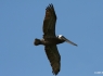  Brown Pelican (Pelecanus occidentalis) in flight