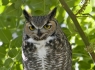 Great Horned Owl (Bubo virginianus)