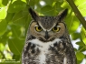 Great Horned Owl (Bubo virginianus)