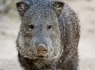 Collared Peccary (Tayassu tajacu)